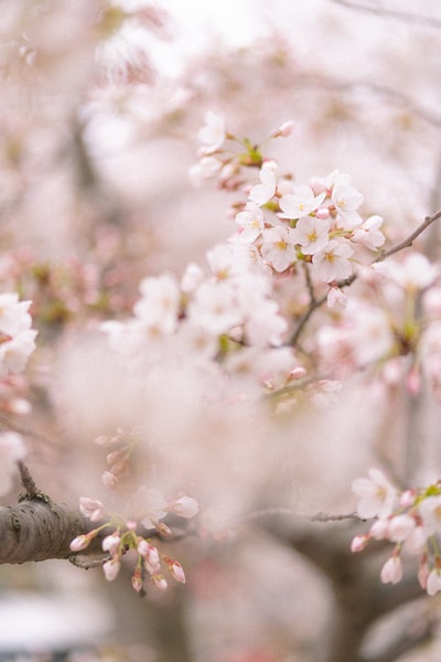 White cherry blossoms in the close-up photography
